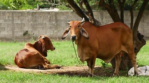 Zebu Cows Grazing on Farm