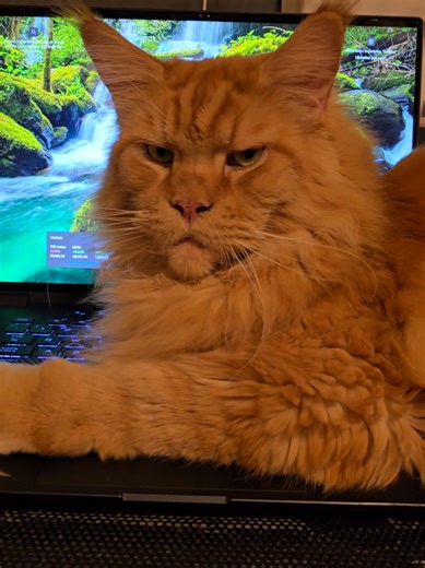 Rook doing what rook does best. #viral #catdad #catsoftiktok #fyp