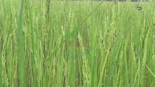 Sikongo Rice Farmers Thank Govt for Locust Control By Sibeso Likezo Some Farmers in Sikongo District of Western province have thanked government for moving in quickly to combat the red locusts infestation in the district. Representing affected rice farmers, JERRY MUTATA, says his 12 hectares of rice field has been infested by the locusts. #Rice #Locust #farming | ZNBC Today