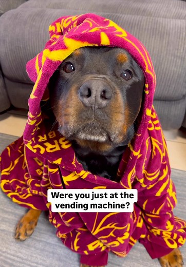 Funny Rottweiler Voiceover Moments That Make You Smile