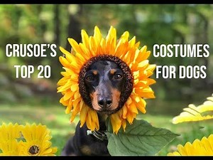 Crusoe's 20 Best HOMEMADE Dog Costumes
