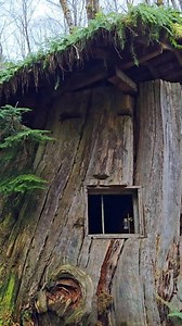 315K views · 6.4K reactions | The Half Moon Stump House 蝹, located near Raymond, Washington, is a unique shelter  carved into a large cedar stump. The hike 量 to this enchanting structure is just under a mile each way, winding along the magical Fern Creek . With its rough wooden exterior and naturally hollow interior, it blends seamlessly into the magical forest , captivating visitors with its storybook charm ✨. #Washington #pnw | The PNW Bucket List | Facebook