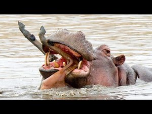 Hippo vs Lion, Shark, Croc: The Most Savage Encounters Ever Filmed!