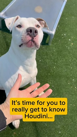 UPDATE: HOUDINI HAS GONE TO RESCUE 🥰 💔From Starving on the Streets to Searching for a Home🏡 Council reference number: IMP-24-02842 Age: 3-4 yrs Sex: Male Breed: Am-Staff This is going to be longer than our usual posts… When Houdini first arrived at BARC, he was little more than a shadow of a dog. He was painfully skinny, every bone visible, and it was clear he hadn’t enjoyed a proper meal in a very long time. He was wearing a collar… but beyond that, we know almost nothing about his past. Fro