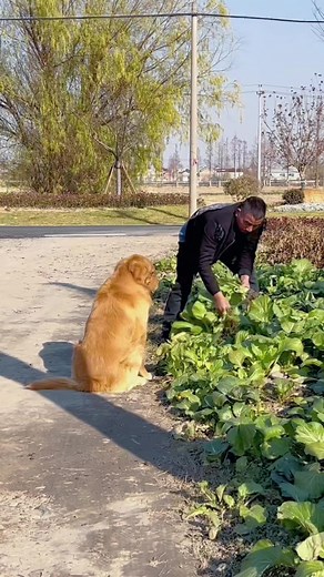 1.1M views · 10K reactions | Episode 12 - Smartest dog #pet #dog #pets #dogs #doggies #cute #cat #reels #facebookreels #savealife #shorts #respect #foryou #fyp #fun #funny | Viral Prince | Facebook