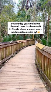 838K views · 10K reactions | Every winter in Florida, Blue Springs State Park closes the spring area to swimming so that it is a refuge for hundreds of manatees! You can still visit the park and walk along the boardwalk the goes along the spring run so you can observe these cute manatees as they float through the warmer waters of the springs!!! #statepark #bluespringsstatepark #manatee #floridasprings #OrlandoFlorida #floridatravel #floridavacation #hiddengems | Florida Trippers | Facebook