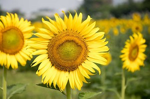 What Should You Do With Sunflowers After They Bloom?
