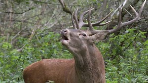 In Abruzzo c’è un luogo da fiaba conosciuto come il “Borgo tra i Cervi”: Villetta Barrea