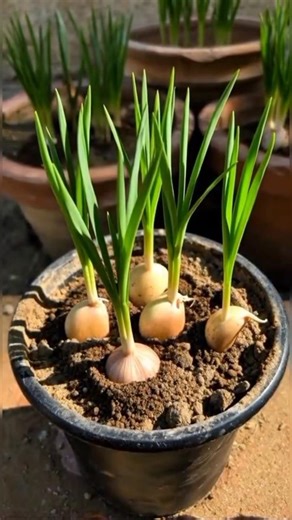 Stop Over Watering your plants