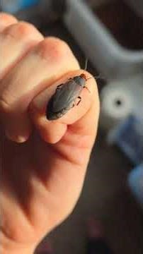 The Redhead Roach, Oxyhaloa duesta, is a hobby classic and has great feeder utility.