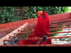 Música tropical bailable Colombiana