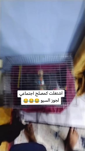 ‏مصلح اجتماعي للسيو