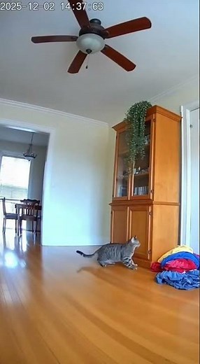 Cat vs Ceiling Fan Goes WRONG!