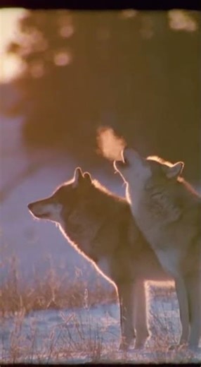 The Wolves of Nature Documentaries 1960s