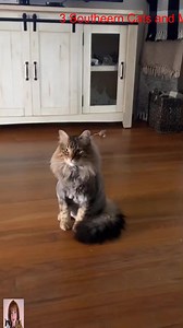 51K views · 2.7K reactions | Only willow #weirdcat #cat #fyp #foryoupage #3southern #cats #tiktok #loves #kristicates | Kristi W Cattes | Facebook