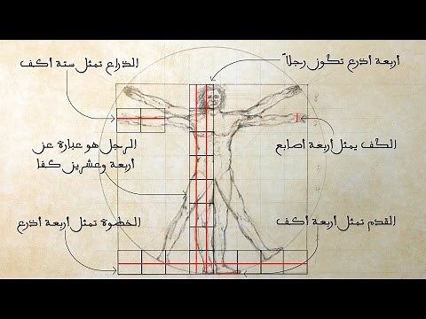 Vitruvian Man || Proportions