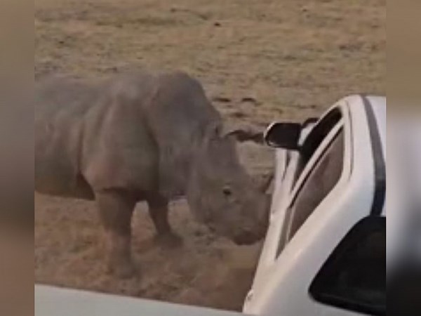 Angry rhino attacks pick-up truck