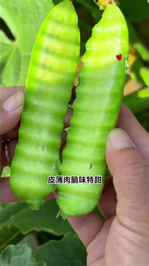 Grow Cucumbers Effortlessly Without Trellises