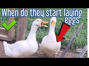 when do ducks start laying eggs