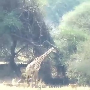 The Way Lions Kill Giraffe | Top Fans