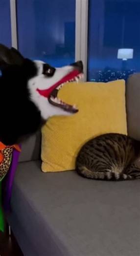 Joker Dog Gets Viciously Smacked By Cat! 🤣 #JokerDog #CatVsDog #FunnyPets #DogCostume #HalloweenPets