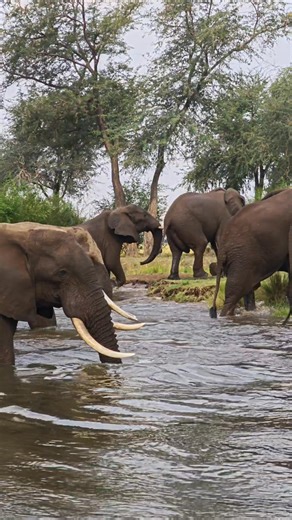 After a marathon swim across the mighty Zambezi river, the bemonths rose like mountains. One by one, they dragged their massive bodies back onto the dry land. Another magical experience that won't be easily forgotten ❤️. #adeshsinghwildlifephotos #wildafrica #elephant #AnimalBehavior #zambezi #safarilife | Adesh Singh Wildlife Photography
