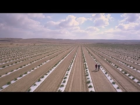 Agriculture in the Negev: Today's Desert Pioneers