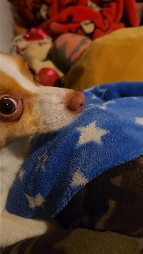 Kingsly the Chi is Getting Very Sleepy During Nightly Reading of Harry Potter 😴