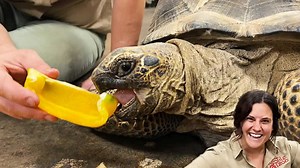 Weird Facts About Aldabra Tortoises