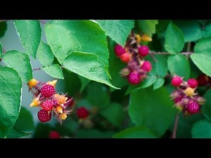Knowing What's Growing #4: Wineberries