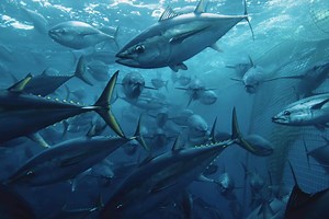 Stream It Or Skip It: ‘Seaspiracy’ on Netflix, a Revealing Documentary Targeting the Corruption of the Commercial Fishing Industry