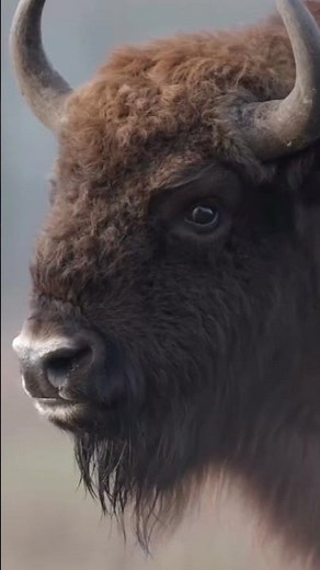 When Wild Bison Roars: Are You Ready to Listen?