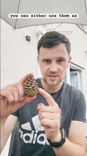 Using pine cones as garden mulch #garden #mulching #pinecone