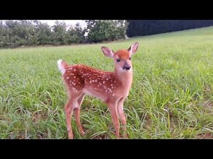 You can't catch me! Fawn.