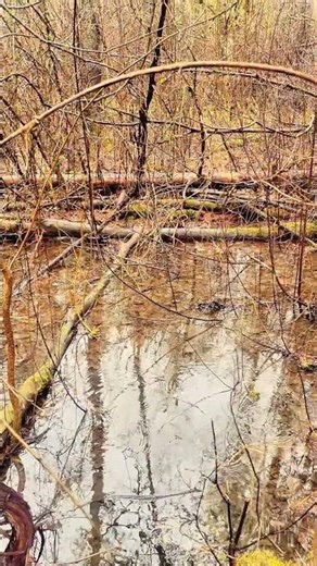 Raindrop Reflections 🌿