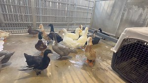 Recently our cruelty investigators rescued more than 800 animals from a pet store in Santa Fe, Texas. Persistent neglect and multiple animal cruelty investigations over several years left no choice but to intervene and save these vulnerable animals. Thanks to donors like you, the Houston SPCA is able to rescue hundreds of animals from similar conditions every day – helping to nurse them back to health and find them loving homes. Send help to hundreds of dogs, cats, birds, and other animals by ma