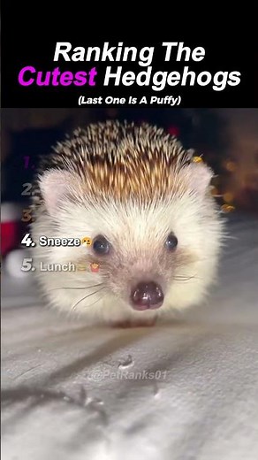 Ranking The Cutest Hedgehogs