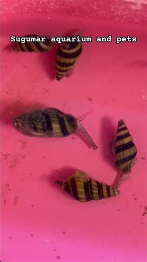 🐌🐌ASSASSIN SNAIL 🐌🐌#enterpreneur #snail #fish #farm #alligator #plantation #plants #breeding