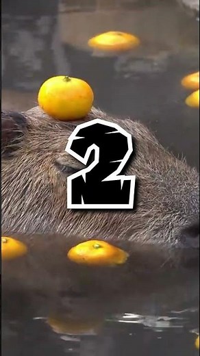 Sabías esto sobre los capibaras - 1