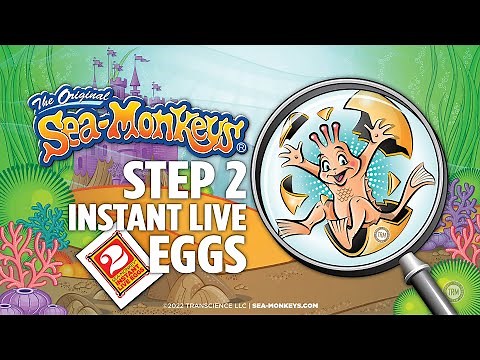 Step 2 - Instant Life Eggs | The Original Sea-Monkeys®