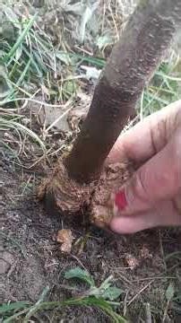 video of insects in an apple tree#