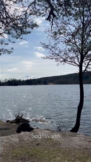 Sognsvann, walking around the lake #norway #oslo #lake #ノルウェー #オスロ #お散歩