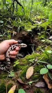 Sand Boa Snake POV Entering Underground Burrow | Real Micro Camera Wildlife Footage