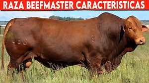 28K views · 939 reactions | Infoagrìcola on Reels | Facebook