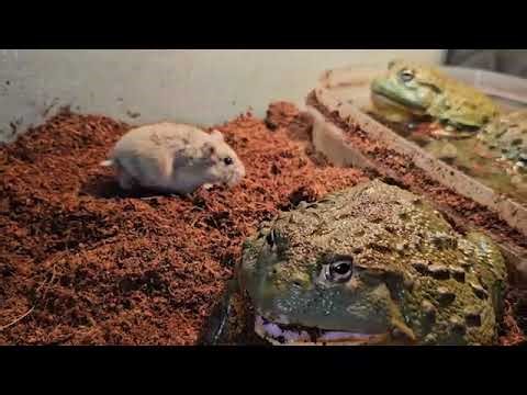 Hungry Frogs Hunt Hamsters - Warning Live Feeding