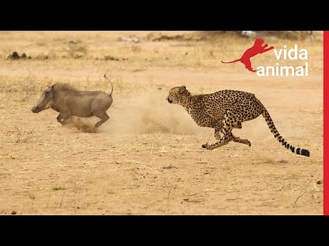 CHEETAH ON A BREATHTAKING HUNT - ANIMAL LIFE