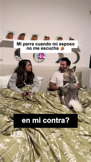 Sapphie la Pomsky NO PUEDE CREER que papá ignore a mamá