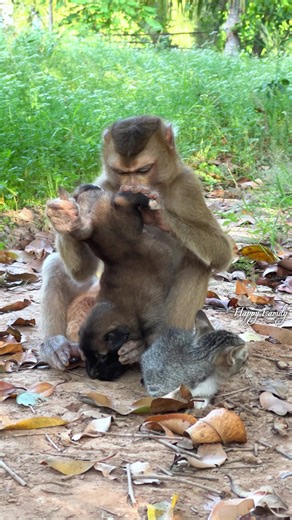 Explore Bonobo Rescue Stories and Wholesome Animal Moments