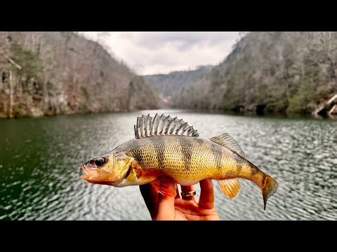3 Days Solo Camping and Fishing in the Mountains!