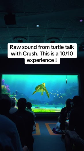 Turtle talks with Crush! A MUST experience #crush #turtletalkwithcrush #disney #disneyworld
